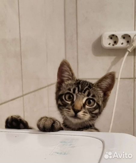Котенок мальчик
