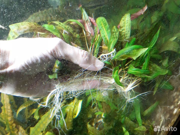 Растения для аквариума криптокорина