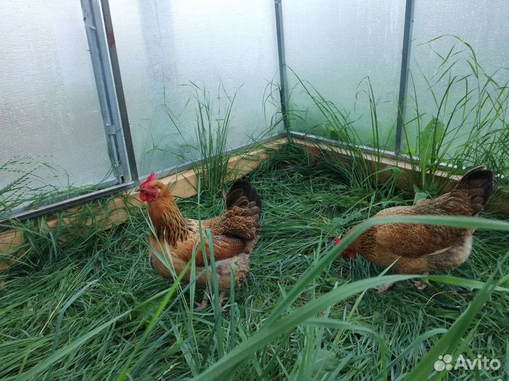 Цыплята Кучинская Юбилейная окаймлённая