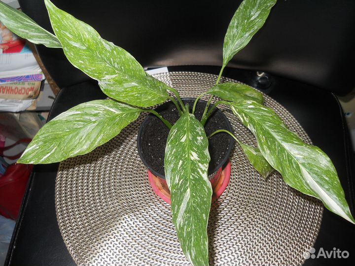 Комнатные цветы