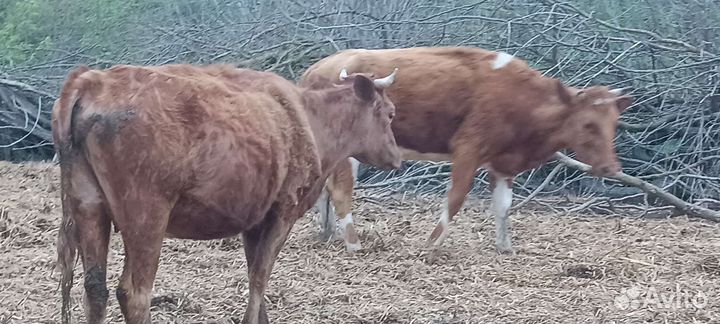 Продам 2 Тёлки