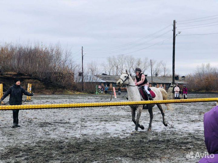 Прокат лошадей