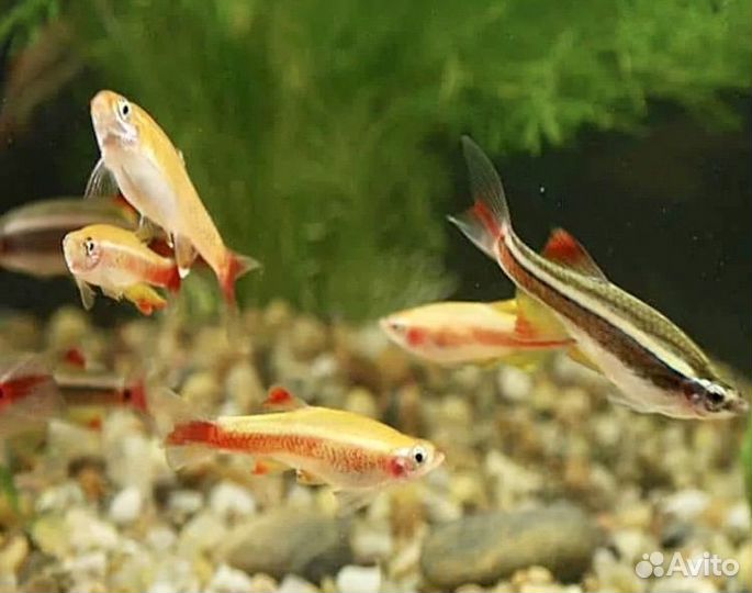 Аквариумные рыбки