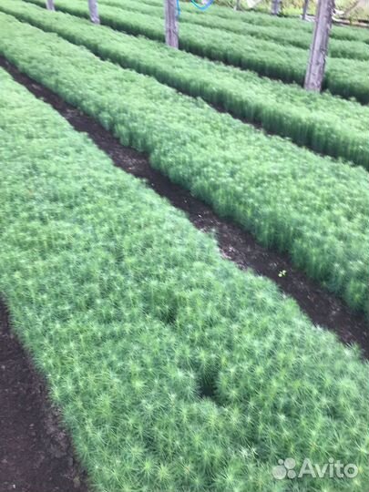 Сеянцы сосны обыкновенной