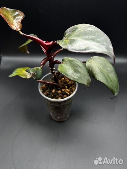 Филодендрон бургунди