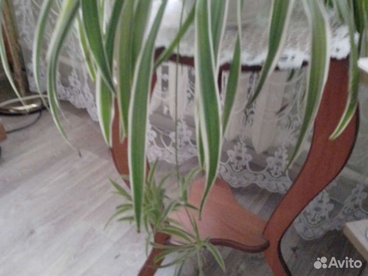 Хлорофитум с корнями