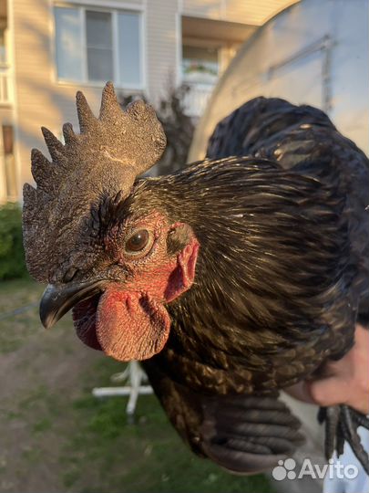 Петух ухейлюй