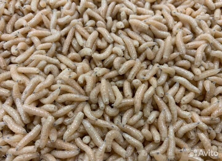 Опарыш оптом