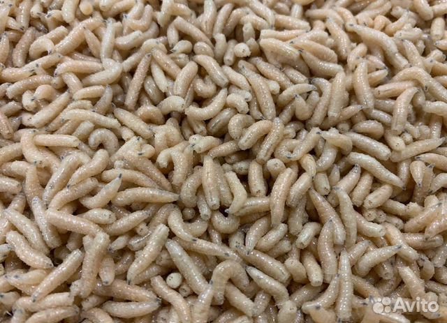 Опарыш оптом