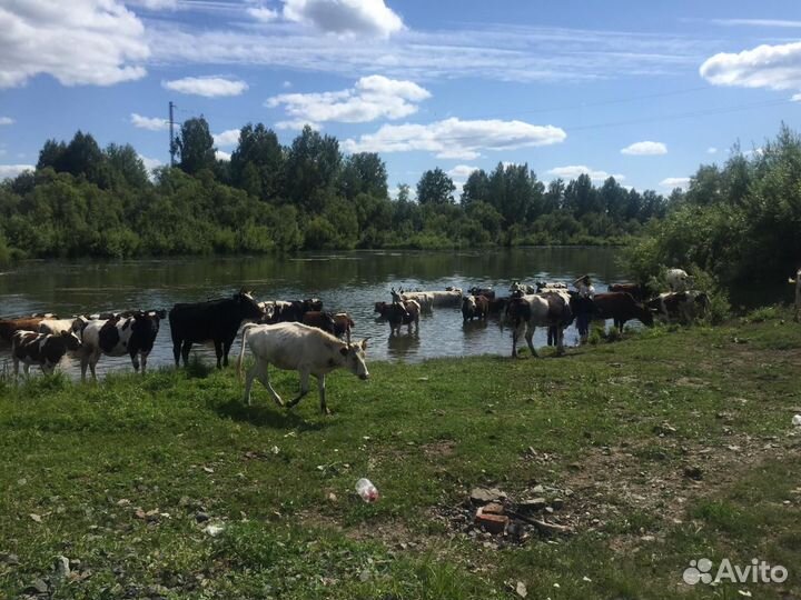 Быки на мясо, свинина коровы, телята