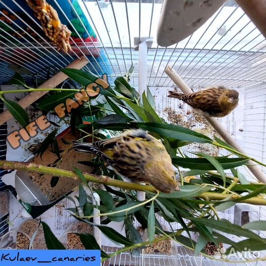 Канарейка самка