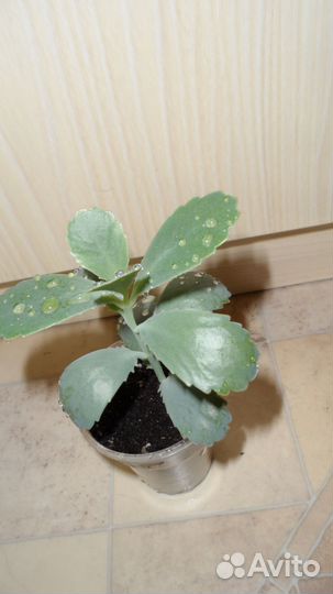 Каланхое алое сортовые