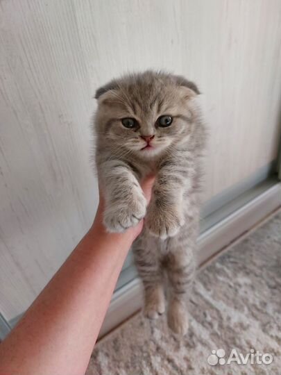 Шотландский вислоухий котик