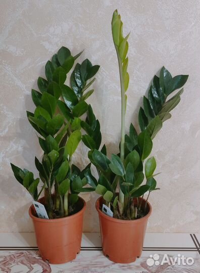 Замиокулькас