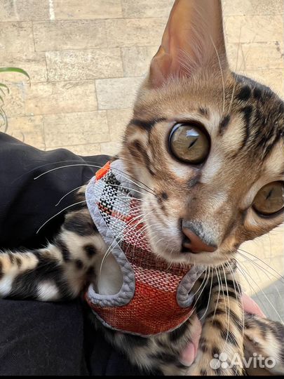 Бенгальский кот