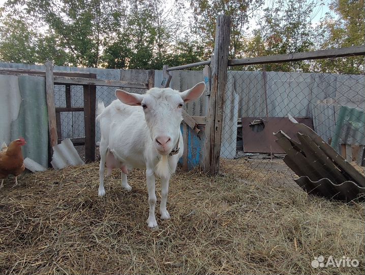Коза дойная