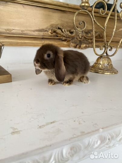 Царские Кролики