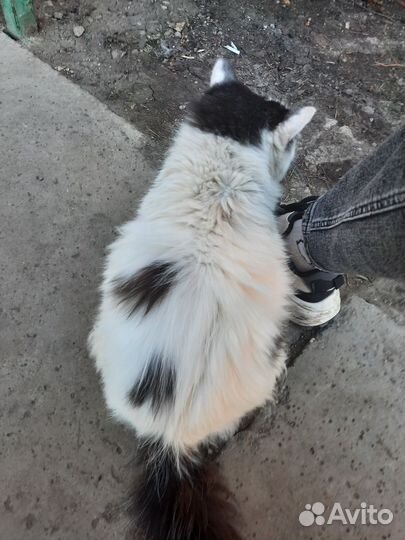Кошечка