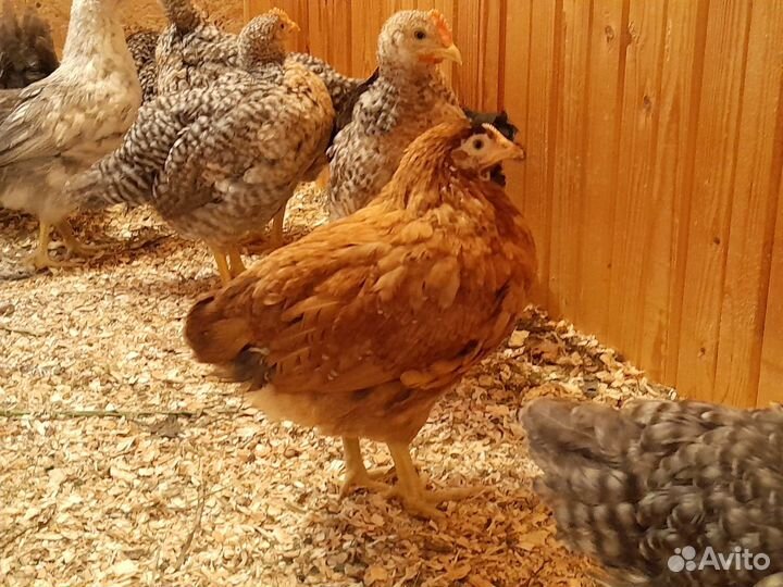 Циплята Билефельдер и Доминант 45 дней