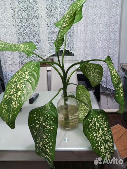 Диффенбахия