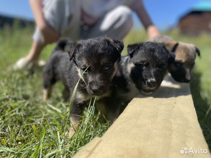 Отдам бесплатно