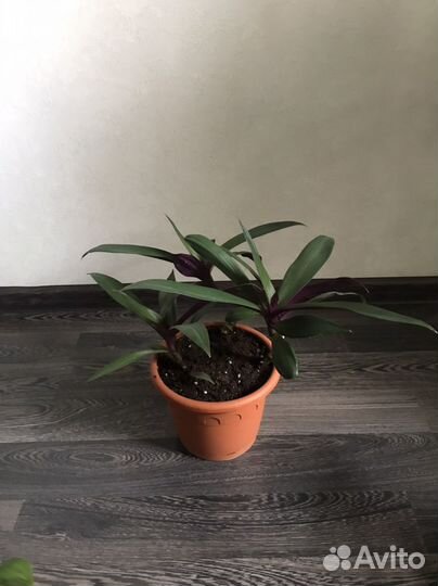 Неприхотливые комнатные цветы