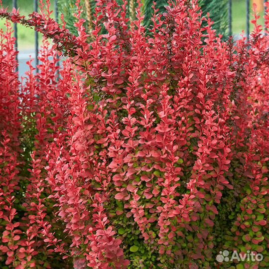 Барбарис оранж рокет