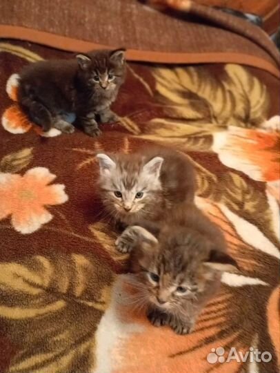 Продам мейн-кунят