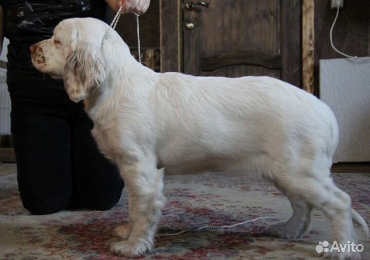 Кламбер спаниель