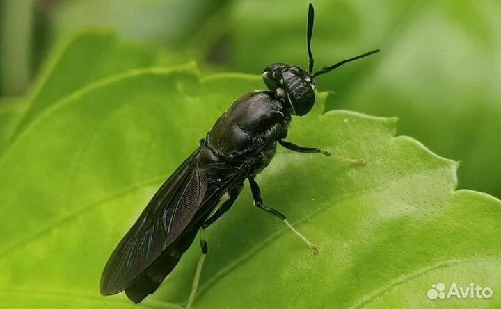 Личинка черной львинки