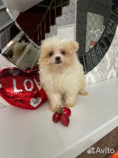 Тедди Помапу