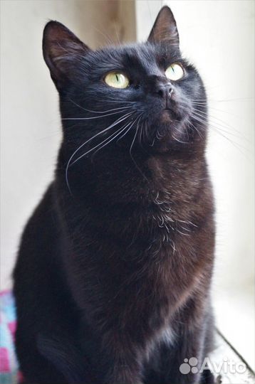 Bидeo.Рикси.стерил-а