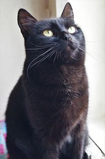 Bидeo.Рикси.стерил-а