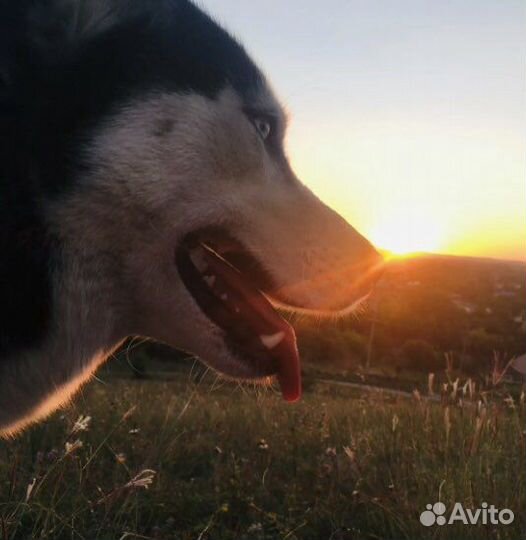 Зоогостиница, передержка животных