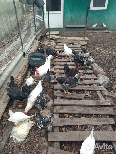 Курочки и петушки