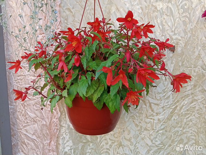 Бегония кашпо