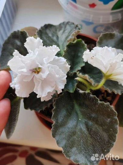 Укорененные листики фиалок