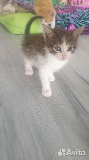 Кошки в добрые руки бесплатно