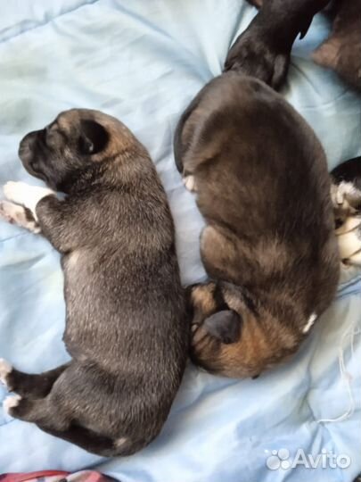 Отдам бесплатно щенки
