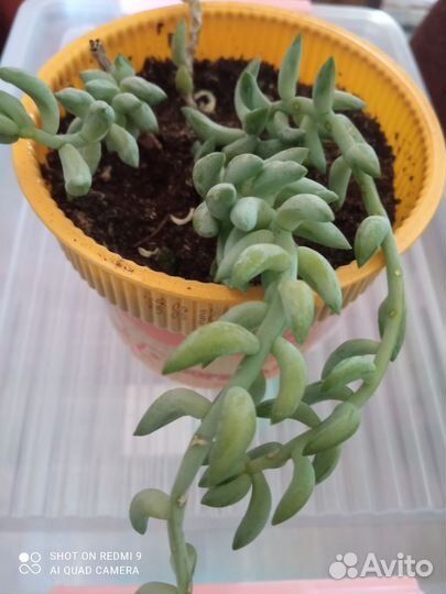 Комнатные цветы. Очиток Моргана