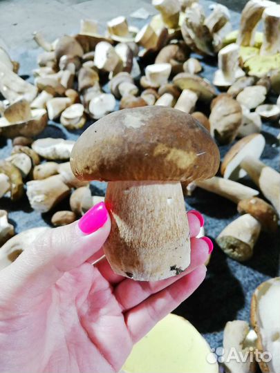 Белые грибы
