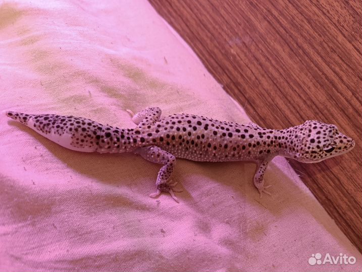 Эублефар Mack Snow Enigma Eclipse Самка