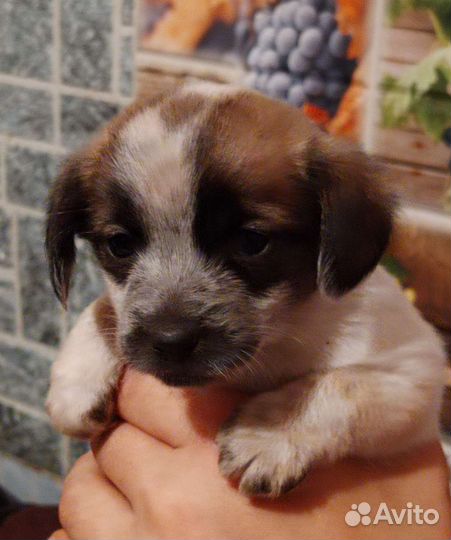 Русский спаниель