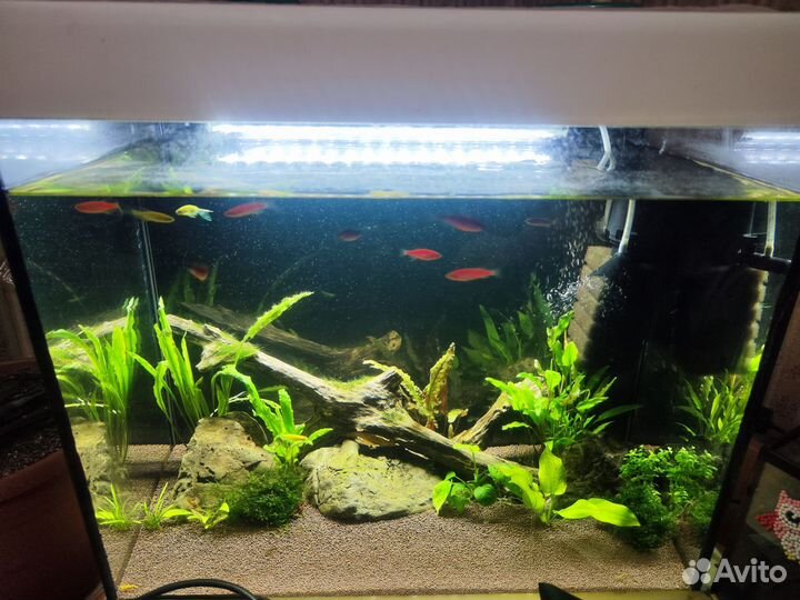 Аквариум с рыбками