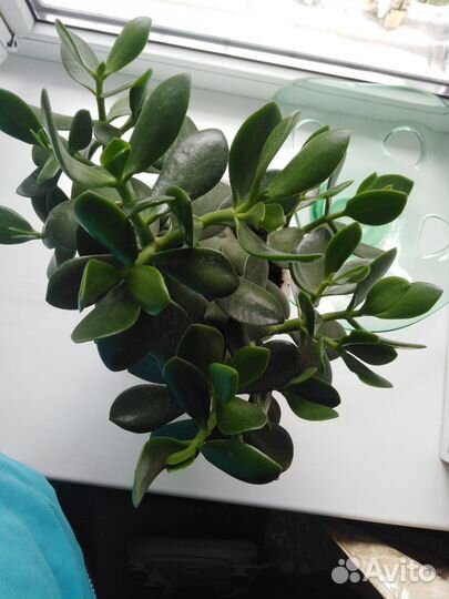 Денежное дерево