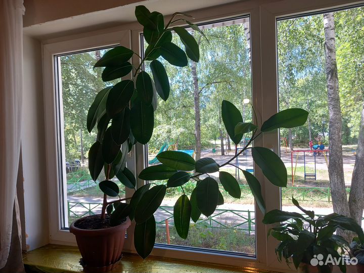 Комнатные растения фикус