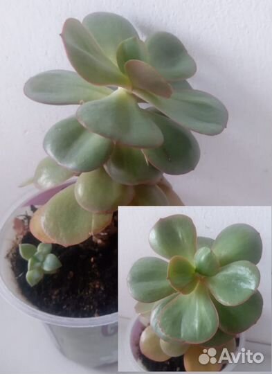 Суккуленты