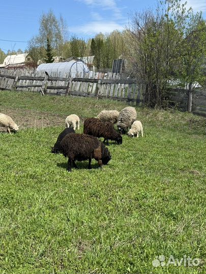 Овцы бараны