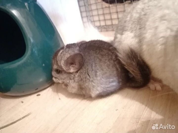 Шиншиллы