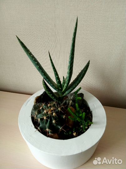 Кактусы и суккуленты и гранат